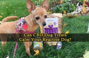 Can CBD Treats Help My Reactive Dog?