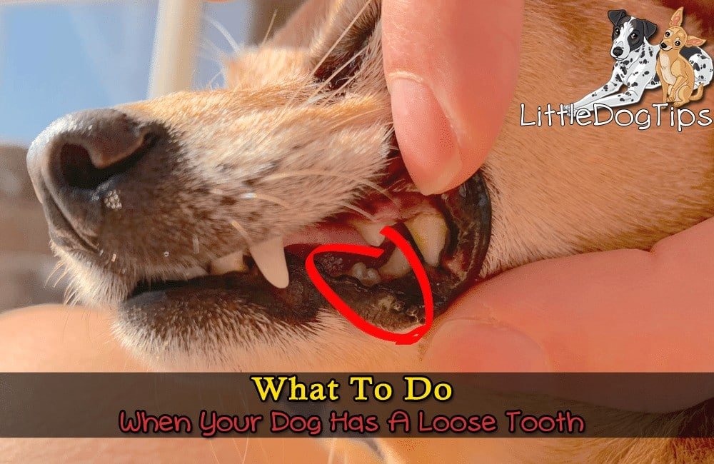 What To Do If Your Dog Has A Loose Tooth