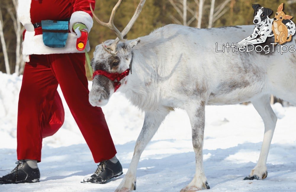 Santa Trains Reindeer Using Force Free Methods - learn how he does it #positivetraining