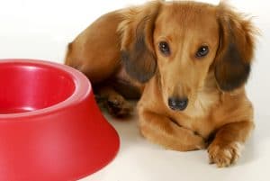 Should Your Dog Eat A Meal Before Training