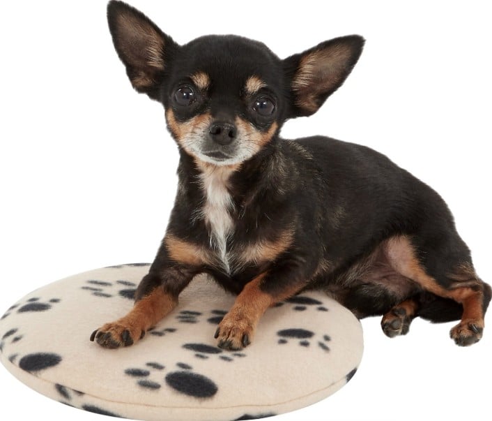 Heating Pad for Chihuahua