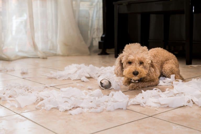 How To Get Your Puppy To Stop Ripping Up Their Potty Pads 🐾 Little Dog Tips