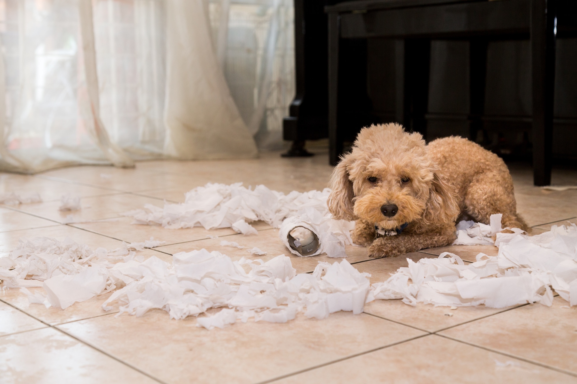 How To Get Your Puppy To Stop Ripping Up Their Potty Pads