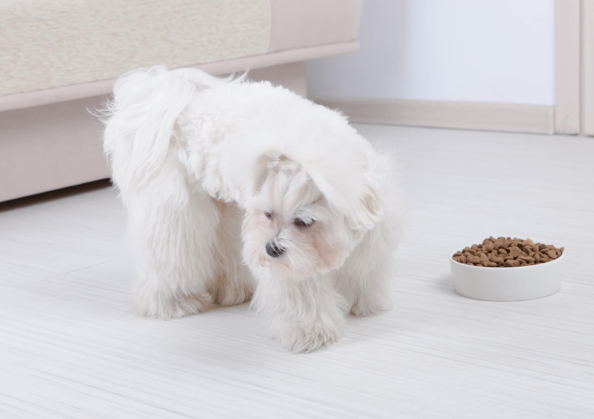 What To Do When Your Dog Won’t Eat Dog Food But Will Eat Human Food - Little Dog Tips