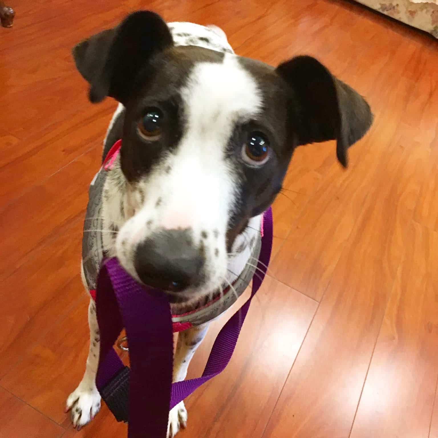 Dog Gets TOO Excited Before A Walk? How To Teach Her To Stop Barking Without Killing Her Joy