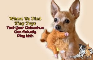 Tiny toys for Chihuahuas
