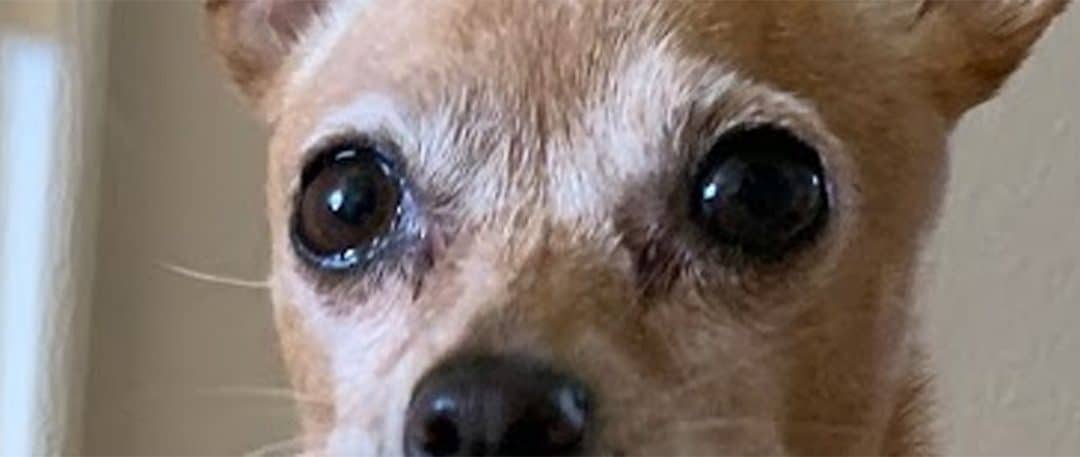 Chihuahua tear stains, eye discharge and eye boogers