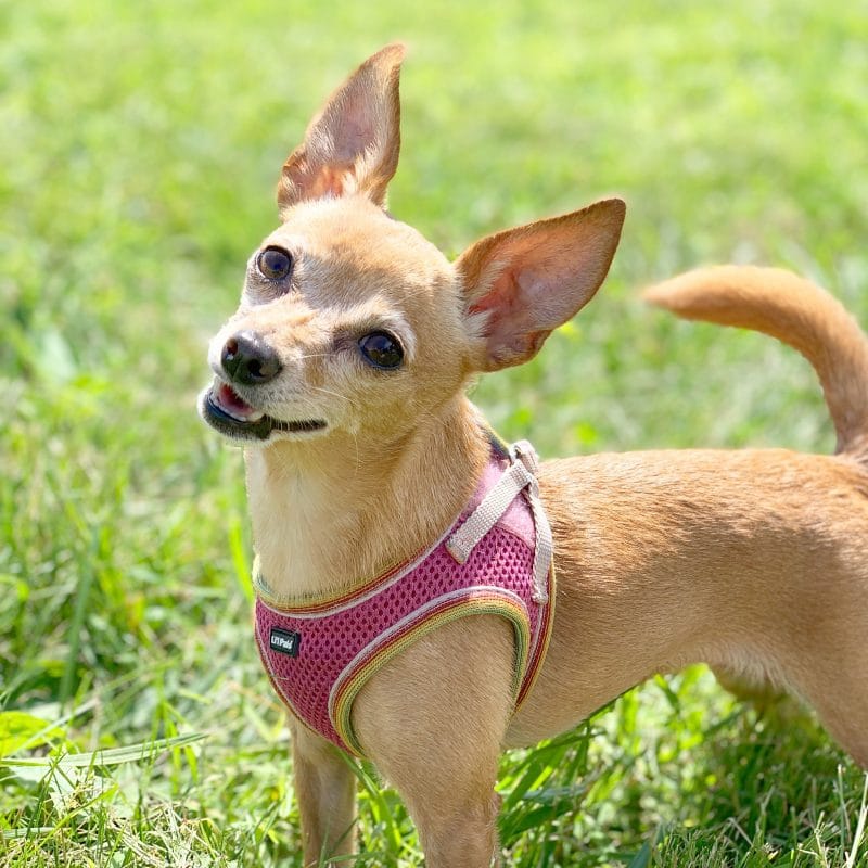 How Much CBD Oil Should You Give Your Chihuahua? Little