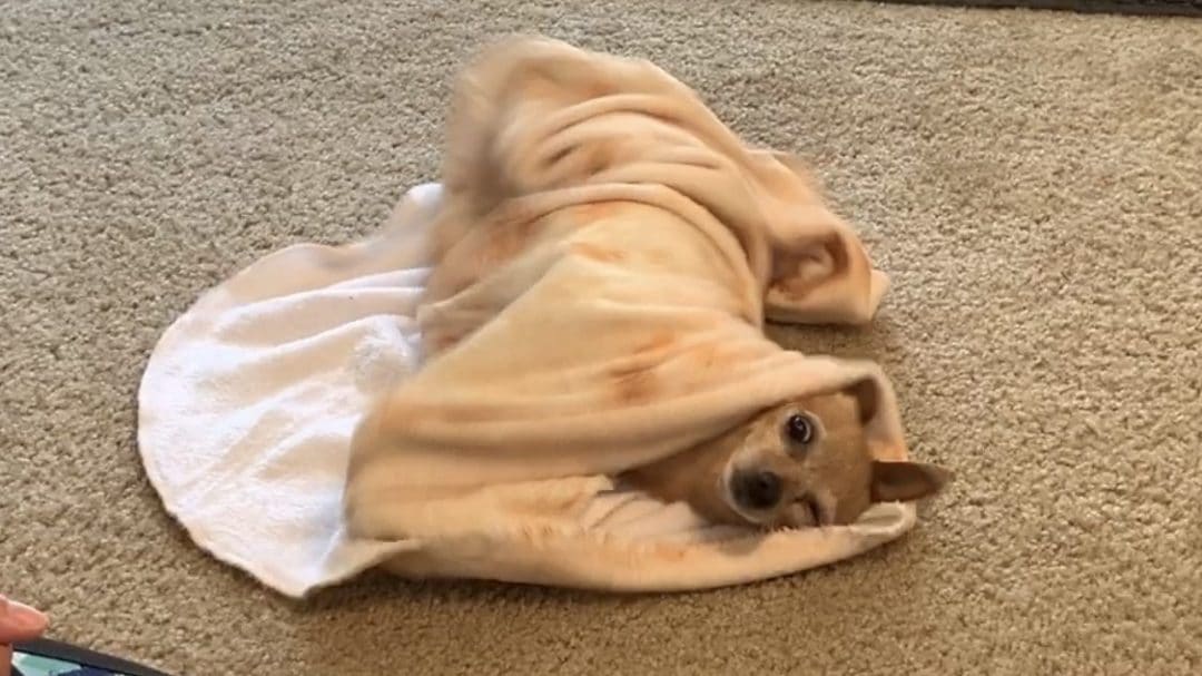 How To Teach Your Dog To Roll Herself Up In A Blanket 🐾 Little Dog Tips