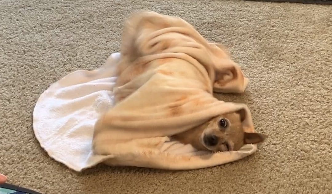 How To Teach Your Dog To Roll Herself Up In A Blanket