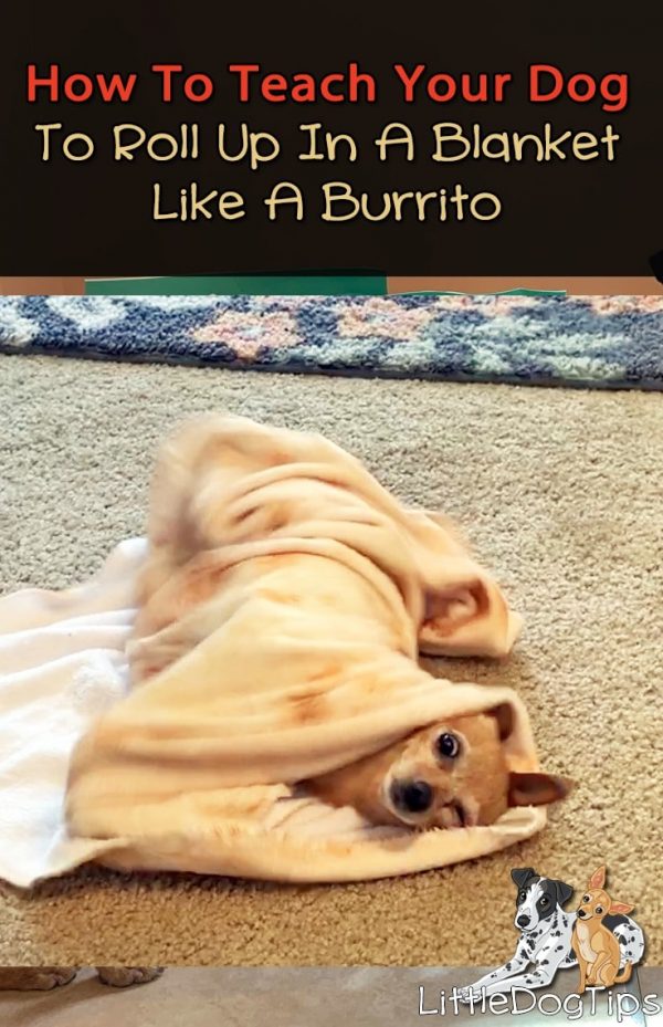 How To Teach Your Dog To Roll Herself Up In A Blanket 🐾 Little Dog Tips