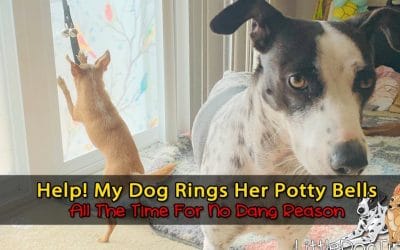 Help! My Dog Won’t Stop Ringing Her Potty Bells All The Time… Even When She Doesn’t Have To Go Out