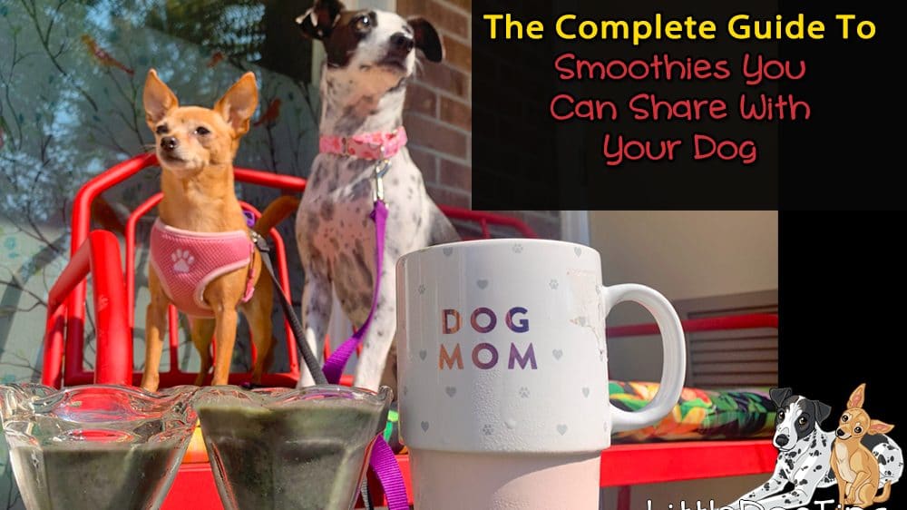 How To Make Smoothies To Share With Your Dog – The Complete Guide