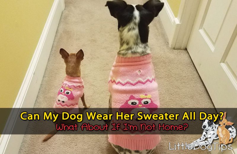 dog hates sweater