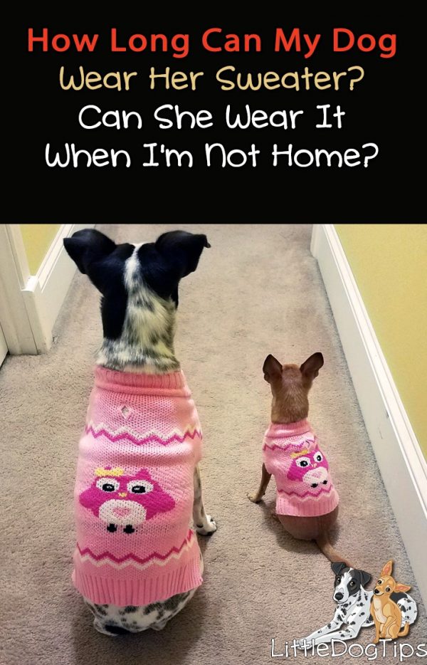 A closer look at Dogs Eating Sweater Safety