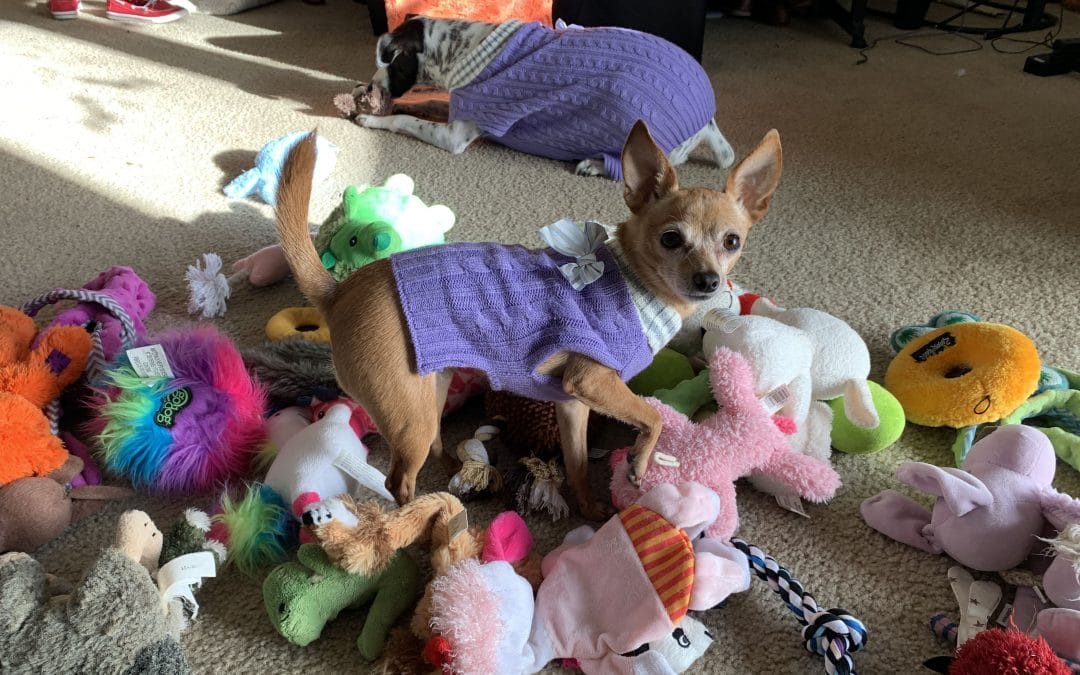 Epic Toy Party For Dogs Matilda and Cow in a pile of toys
