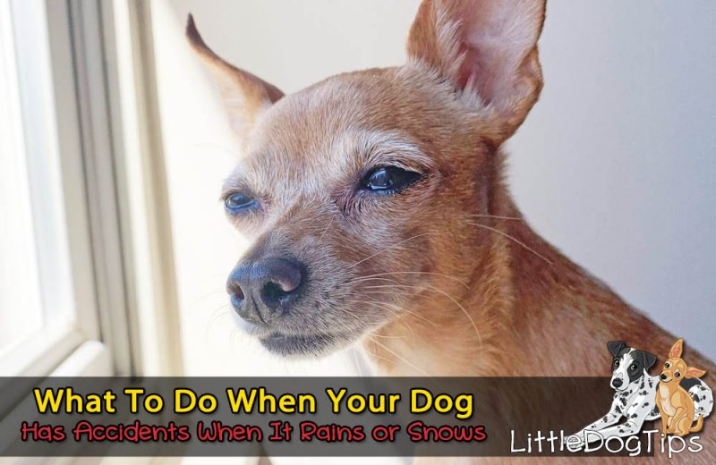 Potty Training Tips 🐾 Little Dog Tips