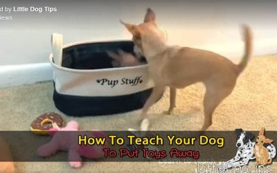 How To Teach Your Dog To Put Her Toys Away In Her Basket