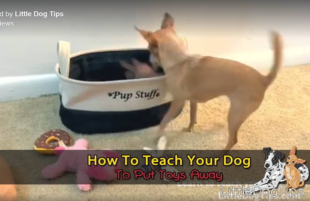 How To Teach Your Dog To Put Her Toys Away - Chihuahua Putting Toys In Basket