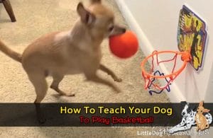 How To Train Your Dog To Play Basketball