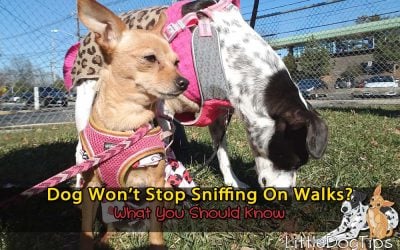 Dog Won’t Stop Sniffing On Walks? What You Should Know