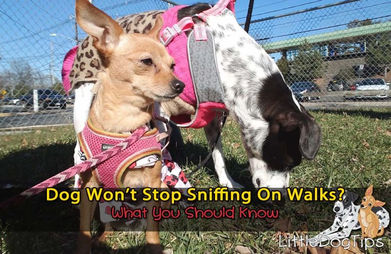 Dog Won’t Stop Sniffing On Walks? What You Should Know 🐾 Little Dog Tips