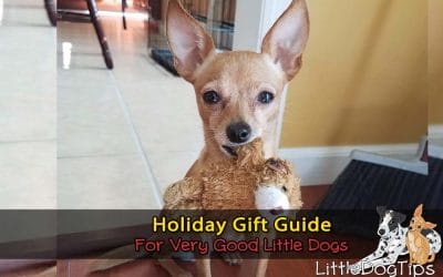Holiday Gift Guide For Very Good Little Dogs