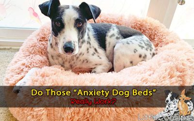Do Those Anxiety Dog Beds Really Work?