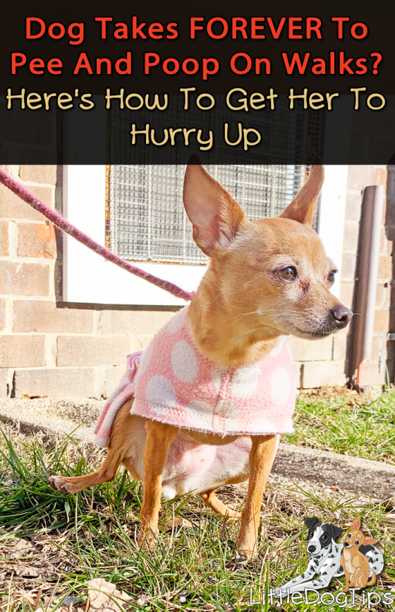 Dog Takes Forever To Pee Or Poop On Walks? Here’s How To Get Her To