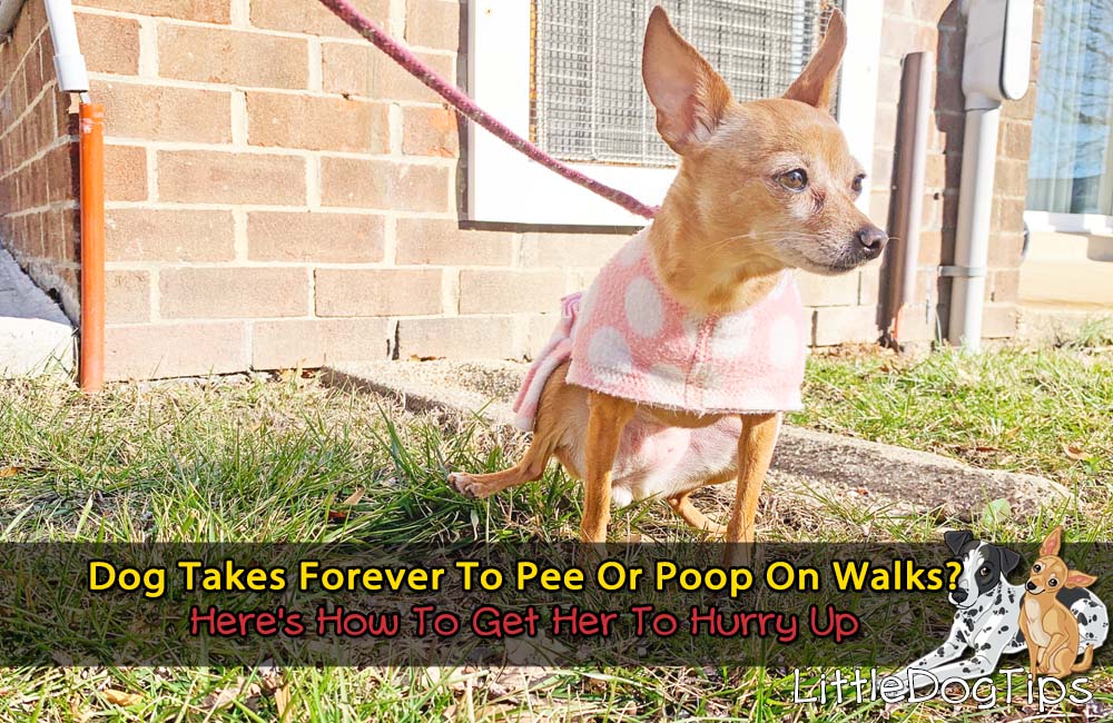 Dog Takes Forever To Pee And Poop On Walks? Here's How To Get Her To Hurry Up