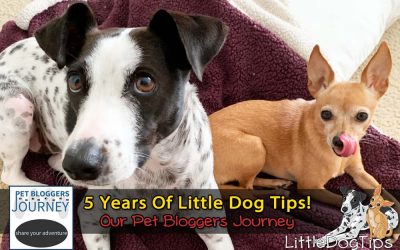 Pet Bloggers Journey 2020: 5 Years Of Little Dog Tips