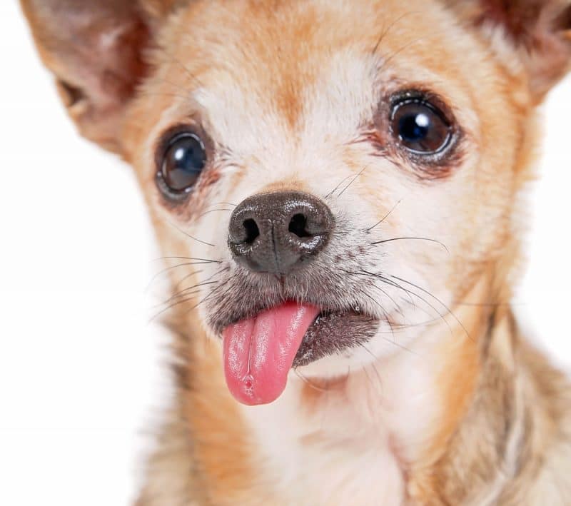 Chihuahua with hanging tongue, no teeth