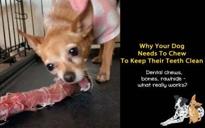 Why I Never Give My Dogs Dental Chews… But It’s Fine If You Do