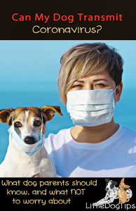 Can Dogs Transmit Coronavirus?