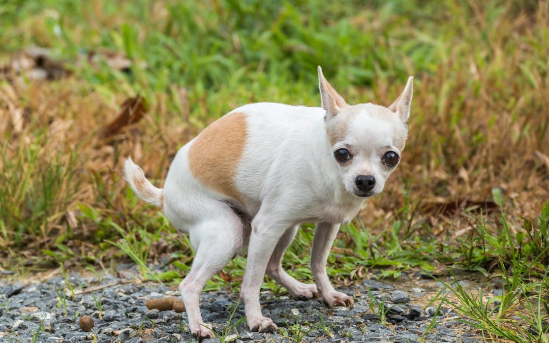 Is Your Dog Constipated? How To Get Them Pooping Again