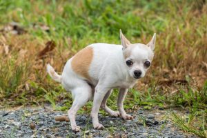 Constipation in Dogs
