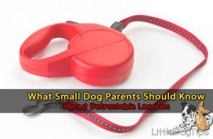 Retractable Leashes For Small and Toy Dogs