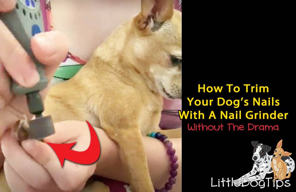 How To Trim Your Dog's Nails With A Nail Grinder Or Dremel Tool