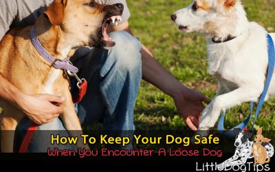 How To Keep Your Small Dog Safe From Loose, Off-Leash, Or Out Of Control Dogs On Walks