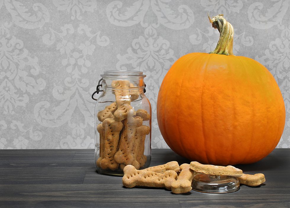 3 Ways To Use Up Leftover Canned Pumpkin For Dogs 🐾 Little Dog Tips