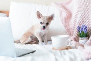Helping Your Dog Stay Hydrated - Fun water additive ideas