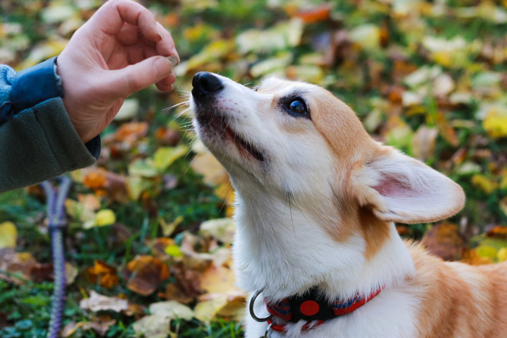 Does your dog bite your hand when you try to give them a treat?