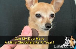 Can my dog have chocolate as a treat