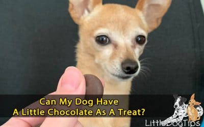 Are Small Amounts Of Chocolate Harmful To Dogs?