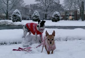 Try these tricks to get your dog to return to you when they run off. Matilda and Cow in the snow.