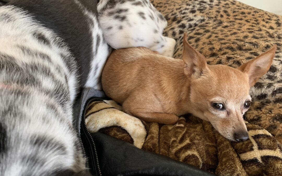 Matilda and Cow. Chihuahua gives side eye