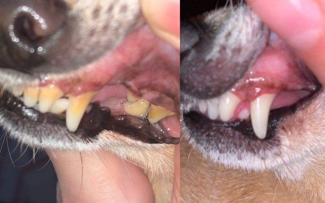 Chihuahua dog dental before and after photos