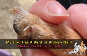 Dog with bent nail