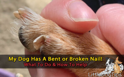 What To Do When Your Dog Has A Broken Or Bent Nail