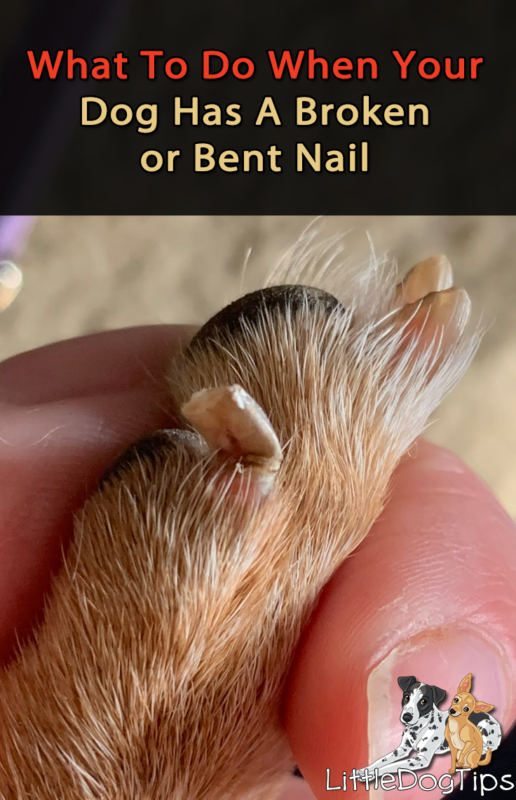 What To Do When Your Dog Has A Broken Or Bent Nail 🐾 Little Dog Tips